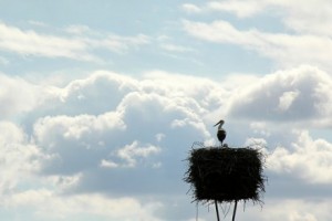 stork-440x294