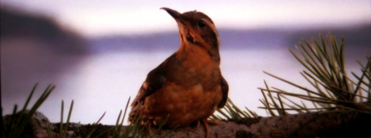 twinpeaks_bird